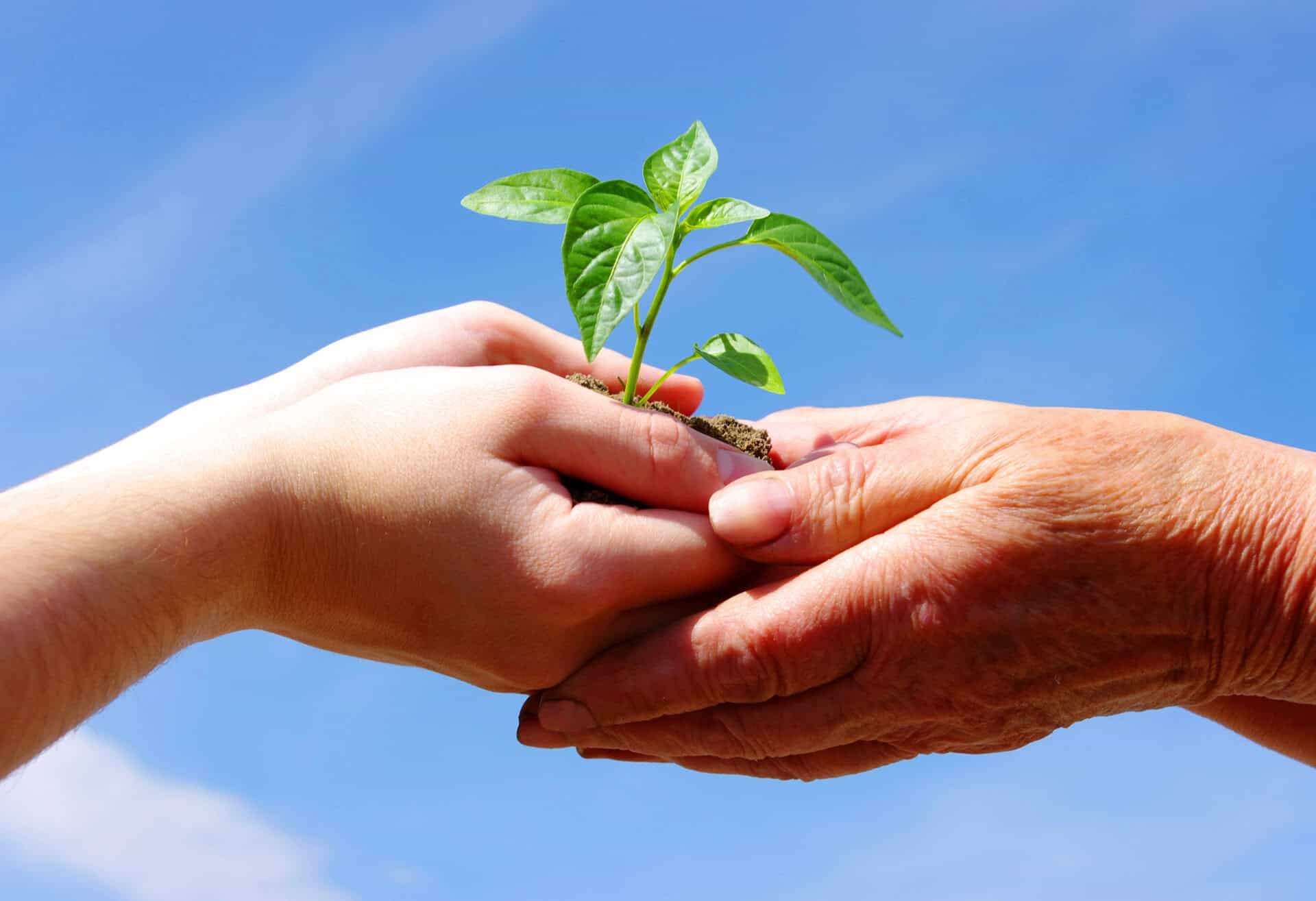 Twee mensen geven een jonge plant door